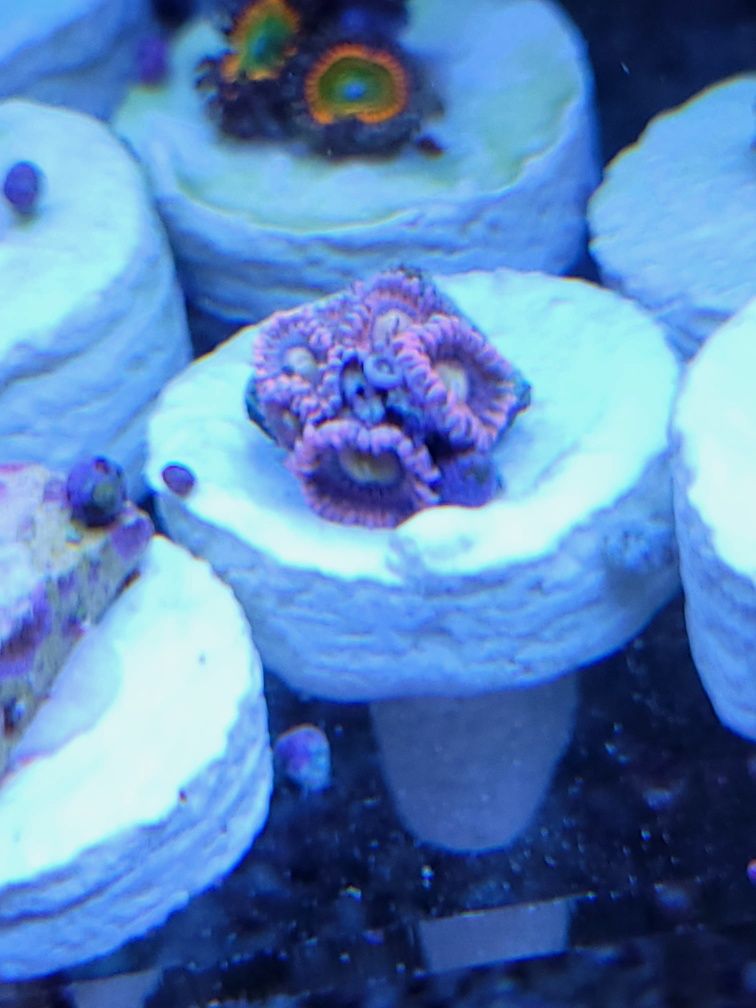 Akwarium morskie - Zoanthus playboy bunny 8-10 polipów