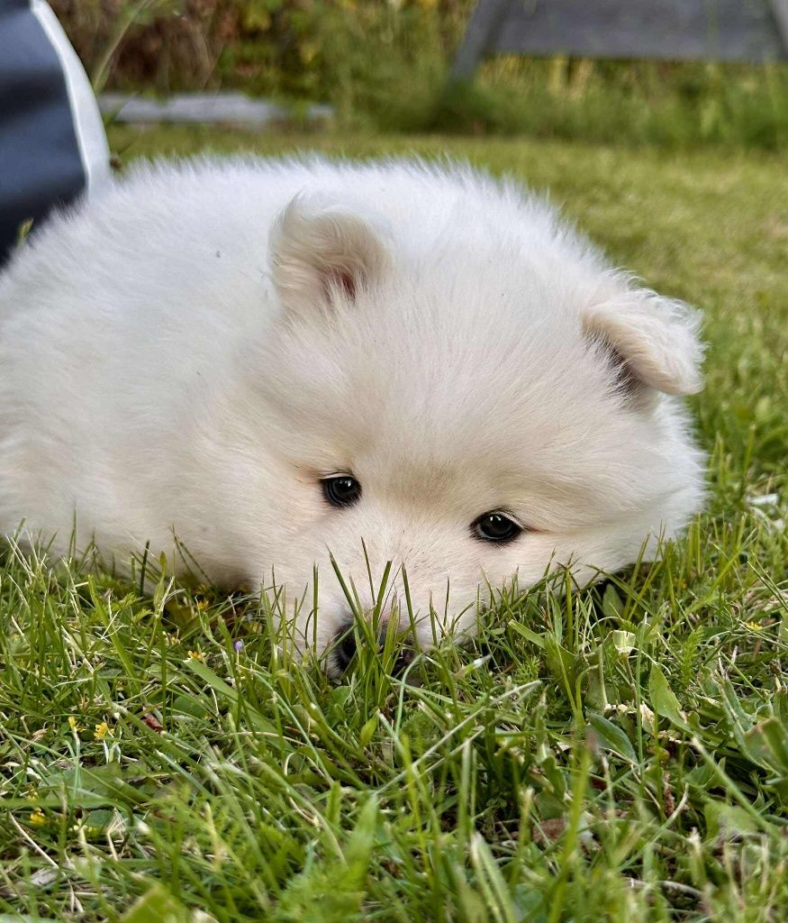 Samoyed gotowy do odbioru z rodowodem