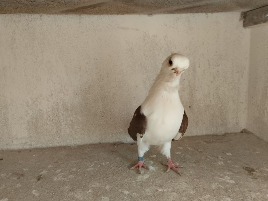 Mewka polska samczyk czerwony 2024r