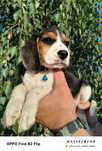 Beagle TRI color szczeniak pies suka