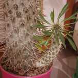 Pachypodium Суккулент Пахиподиум Ламери