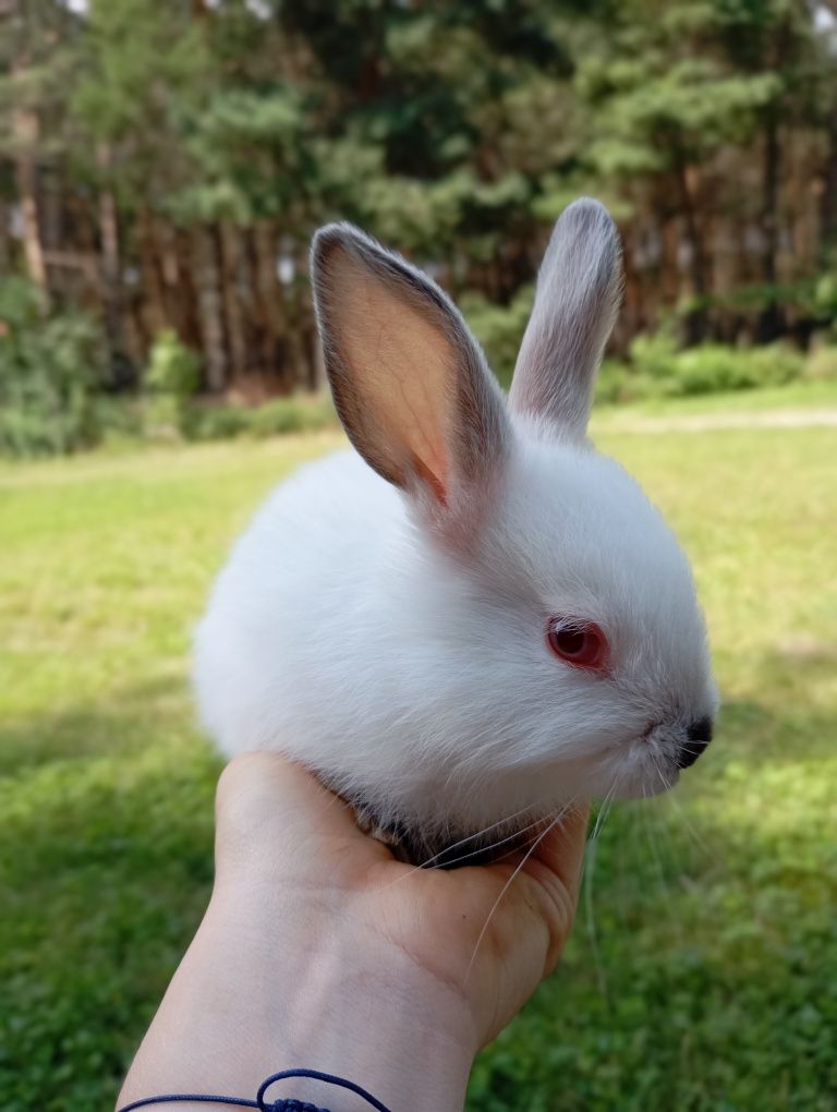 króliki kalifornijskie młode
