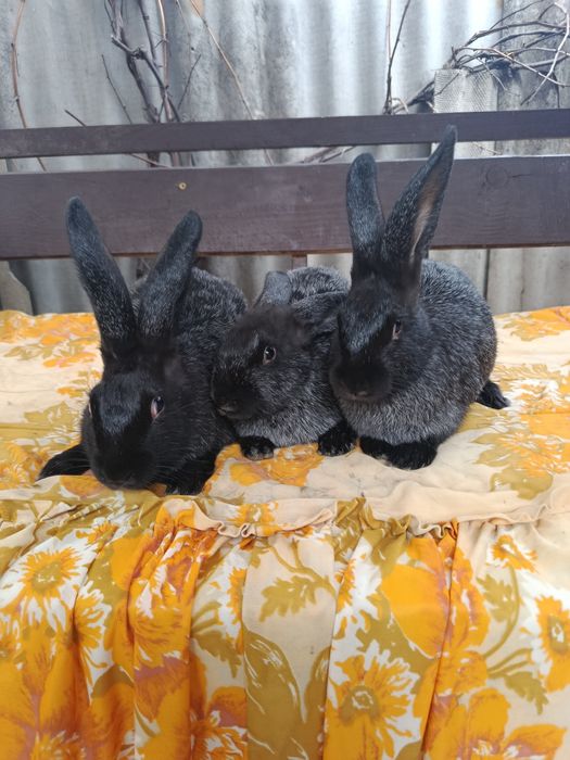 Продам кролі, кролики Полтавське срібло