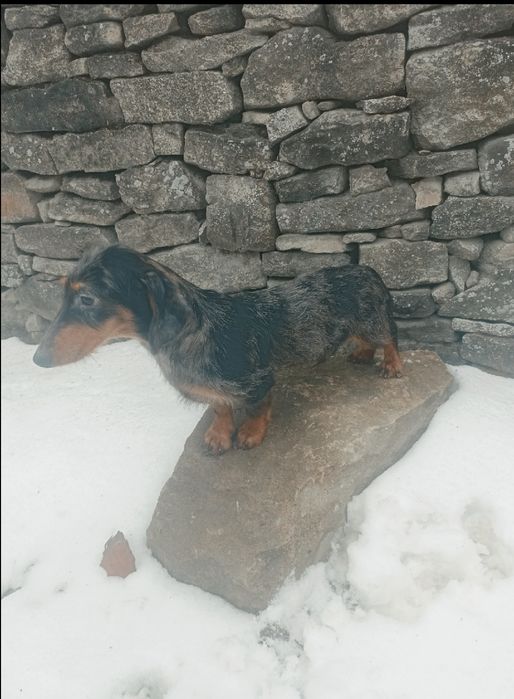 Шикарний кролячий мраморний таксик.