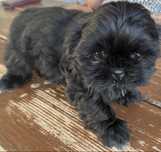 Suczka rasy shih tzu gotowa na nowy domek
