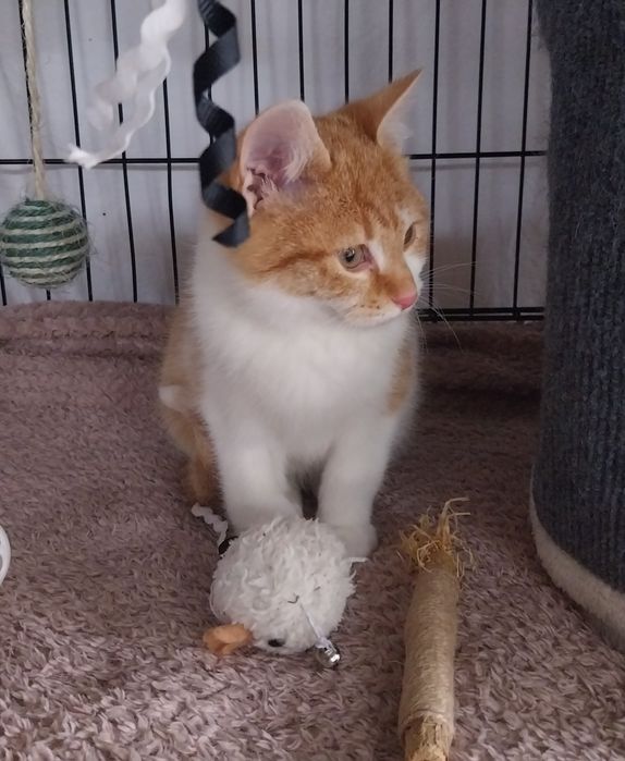 Cudowny Rio szuka domu