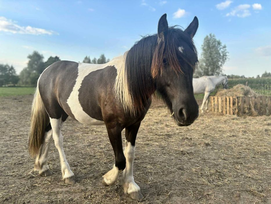 Roczny Łaciatek do bezpłatnej adopcji