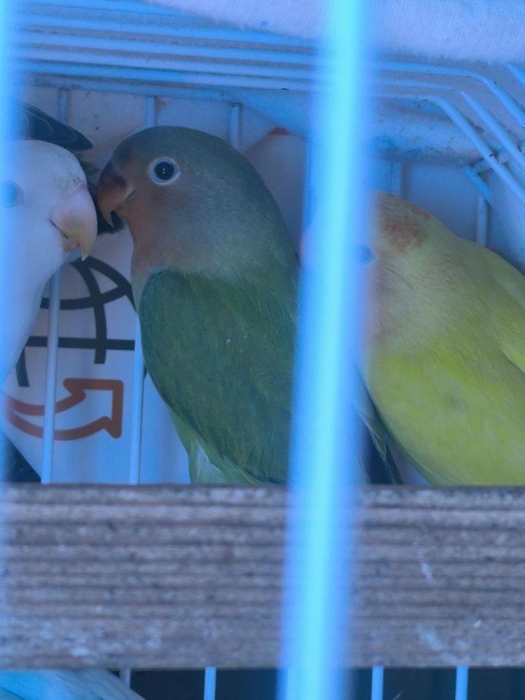 Dois agaponis para ceder