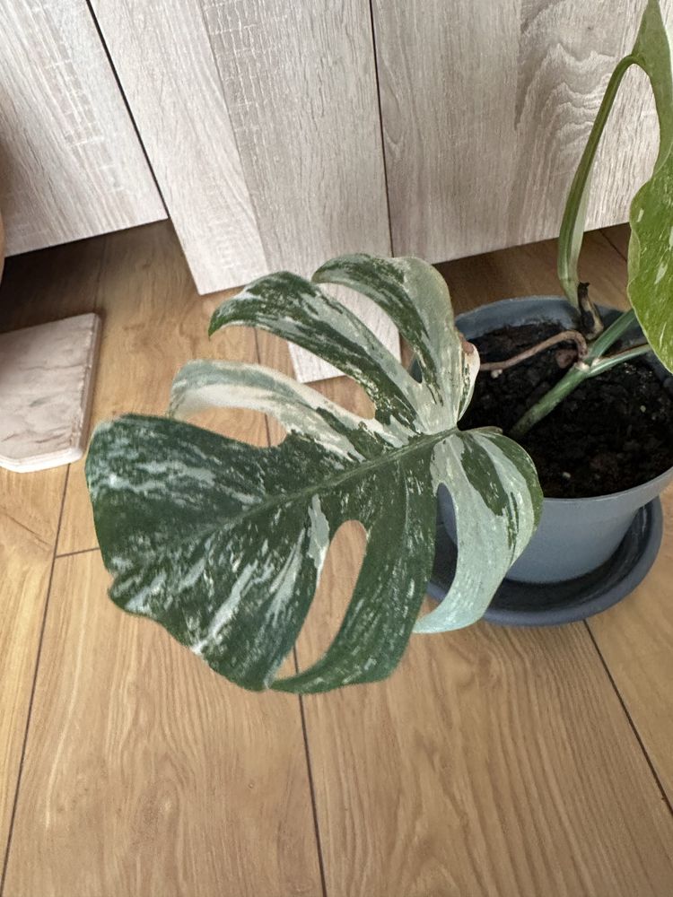 TYLKO ODBIÓR OSOBISTY! Monstera Variegata 3 listna
