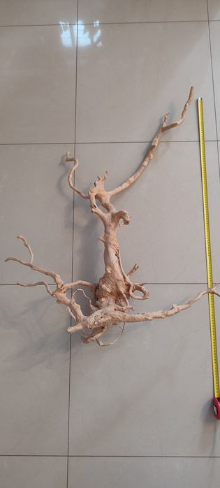 Korzeń Red Moor Wood