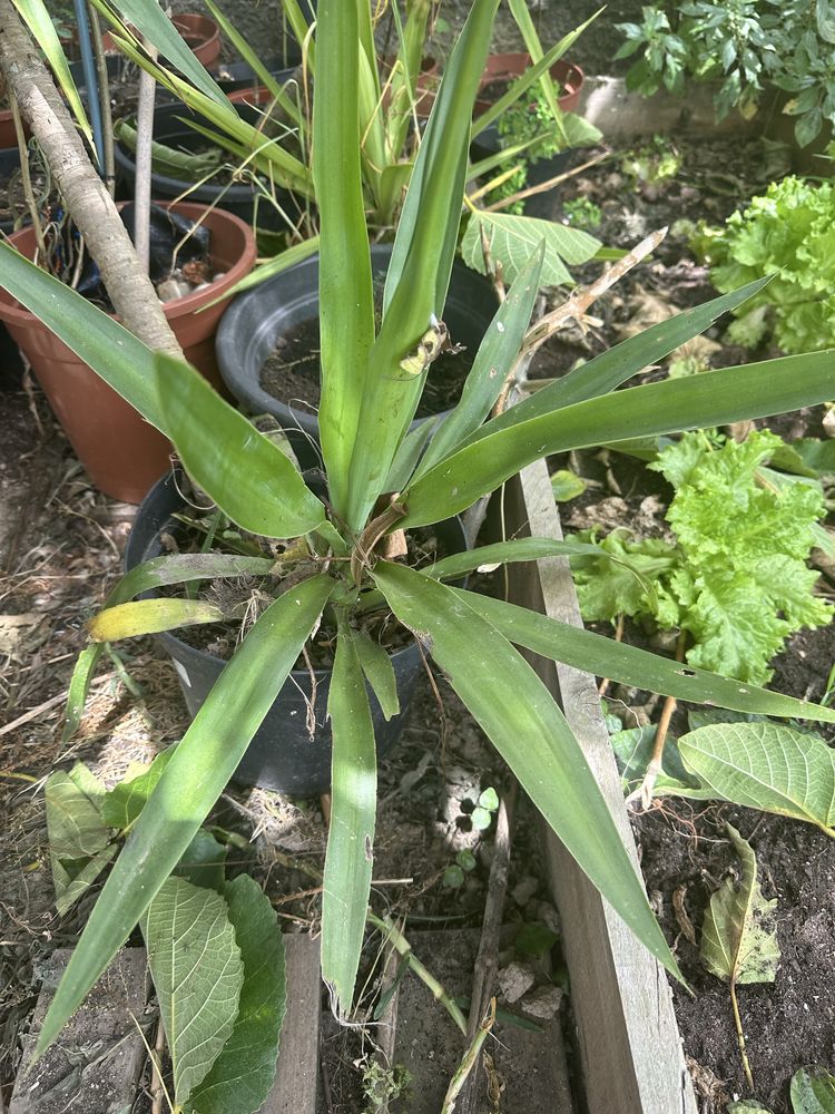 Planta yuca enraizadas