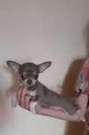 Samce rasy chihuahua w kolorze liliowym.