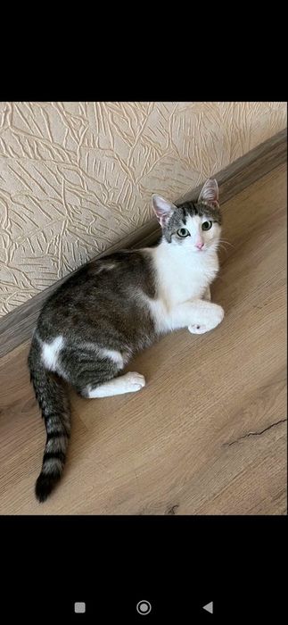 Красивая девочка в добрые руки.