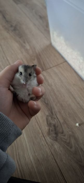 Sprzedam 5 chomików dżungarskich cena do negocjacji