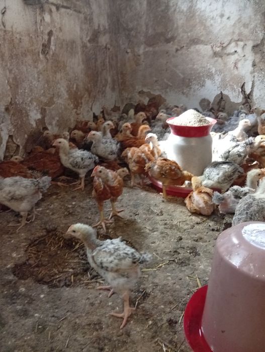 Продам підрощених циплят