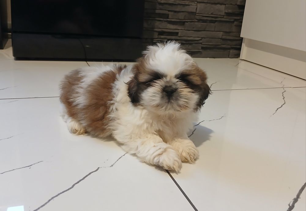Piesek Shih-tzu z Rodowodem Gotowy do Zmiany Domku