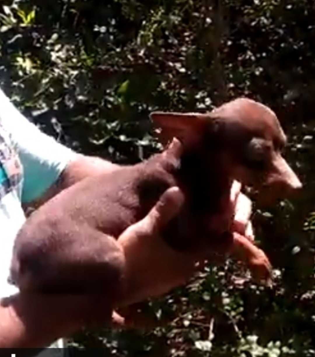 Pinscher mini macho
