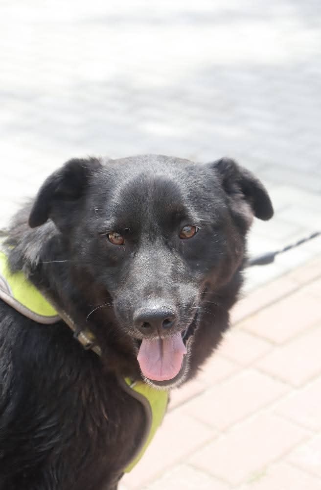 8 letni piesek Tobi do adopcji