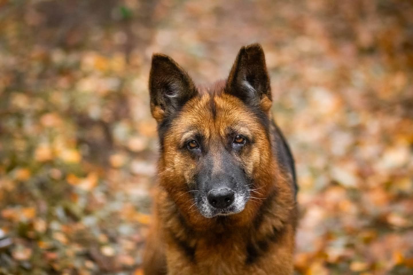 Kochana Liszka w typie ON do adopcji!!