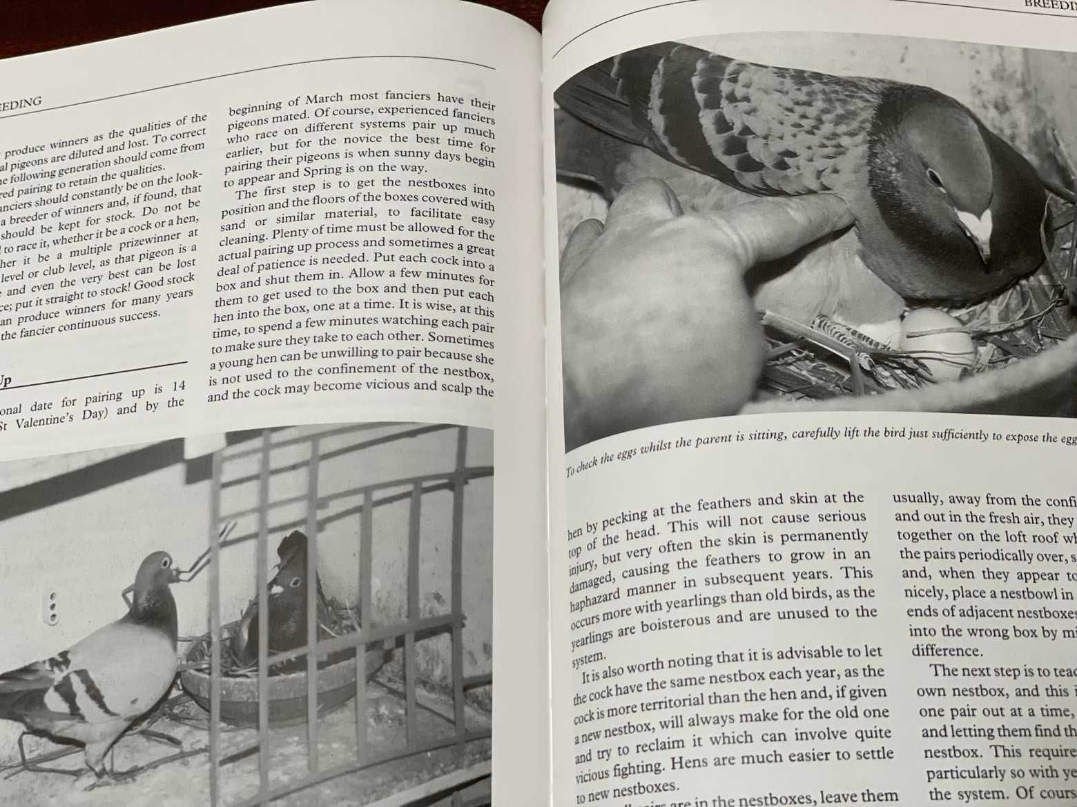 Livro de columbofilia " Racing Pigeons" de 1999