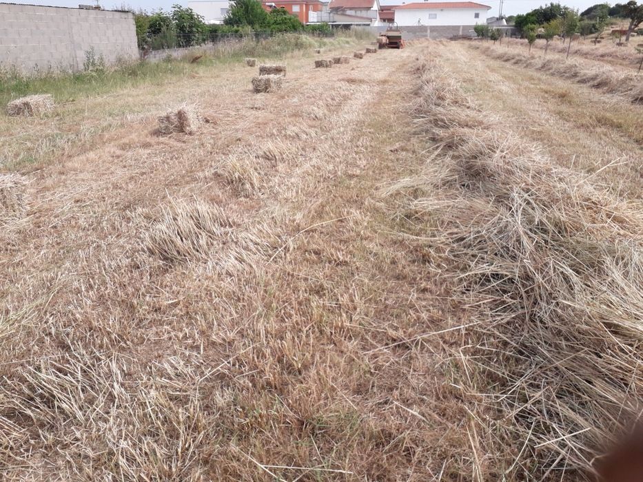 Fardos de palha azevem ,aveia,feno e outras variedades