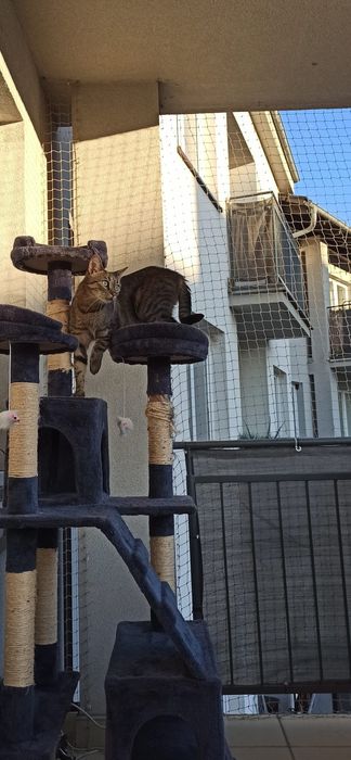 Siatka dla KOTA na balkon Zielona Góra