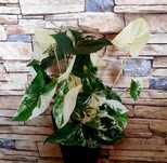 Syngonium Albo Variegata Unikat kolekcjonerski potrójna sadzonka  23cm