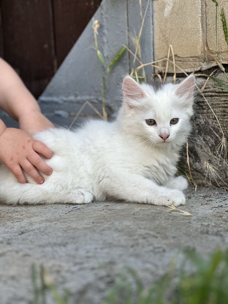 Руде і біле кошеня, хлопчики
