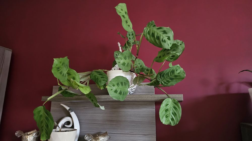Maranta Kerchoveana
