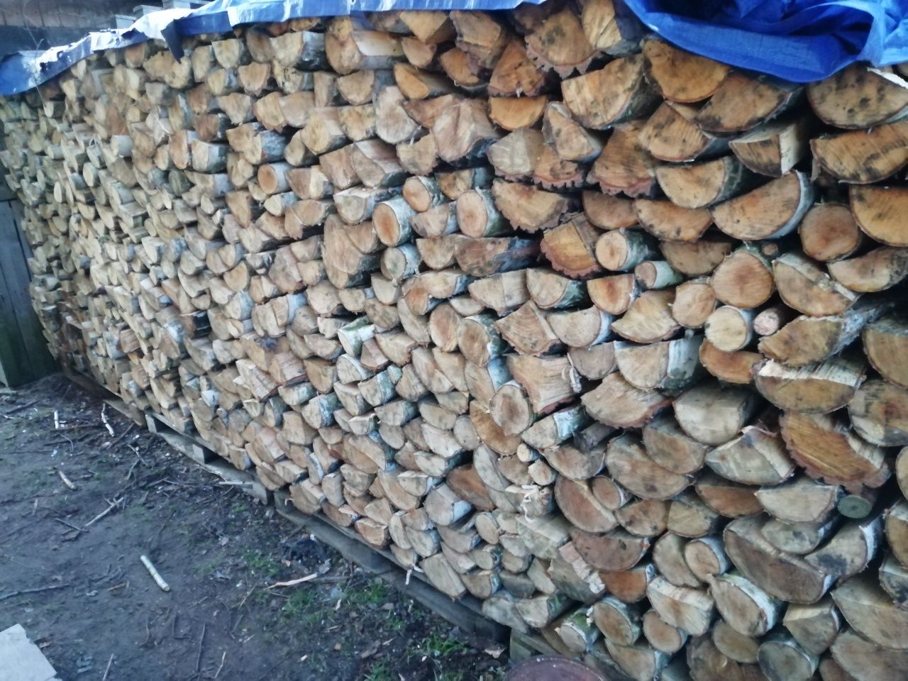 Brzoza opałowa sucha