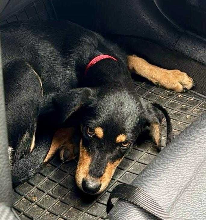 KATIA 10 mies. urocza sunia do adopcji