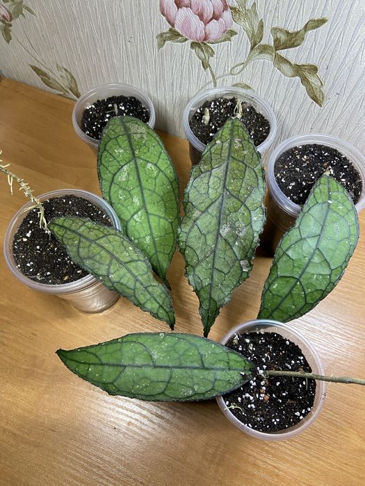 Клеменсіорум.