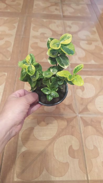 Багаторічники бересклет, барбарис, гібіскус, хости