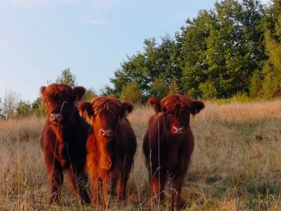 Krowy szkockie, jałówki Sprzedam