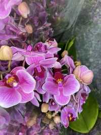 Орхідея мультифлора