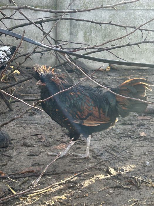 Młode koguty czubatki duże