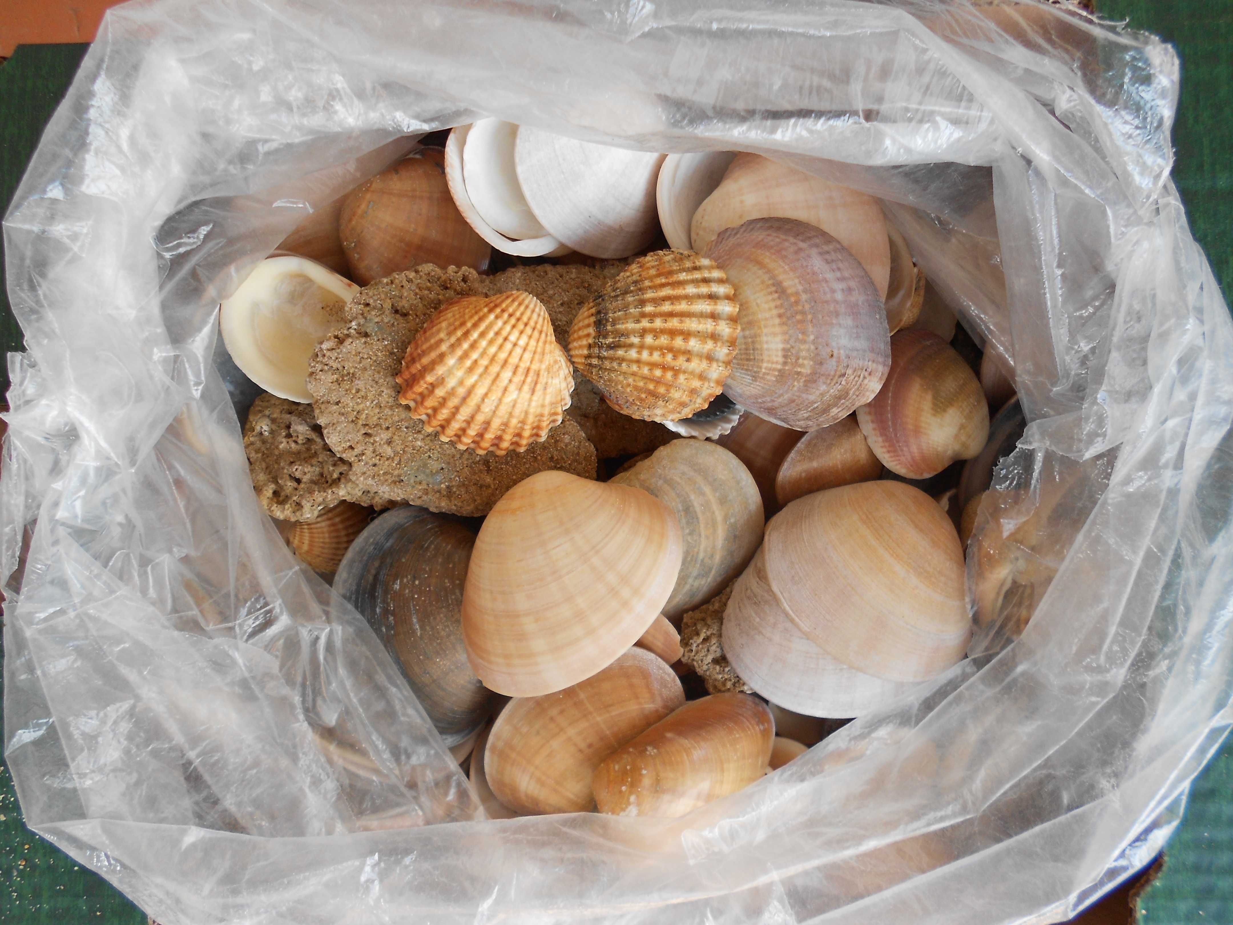 Conchas grandes diversas decoracao aquario terrario