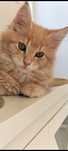 Kremowe kocurek Maine Coon FPL