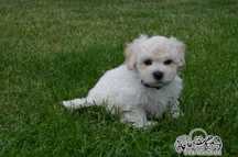 Bichon frise FCI