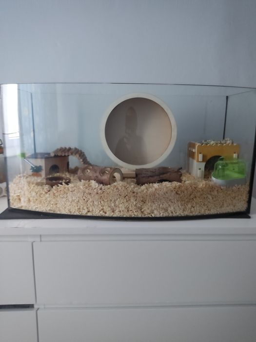 Sprzedam akwarium wraz z chomikiem syryjskim