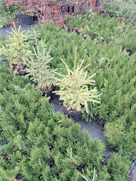 Смерека 0.7м в горщику