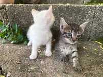 Para adoção dois gatinhos com um mês