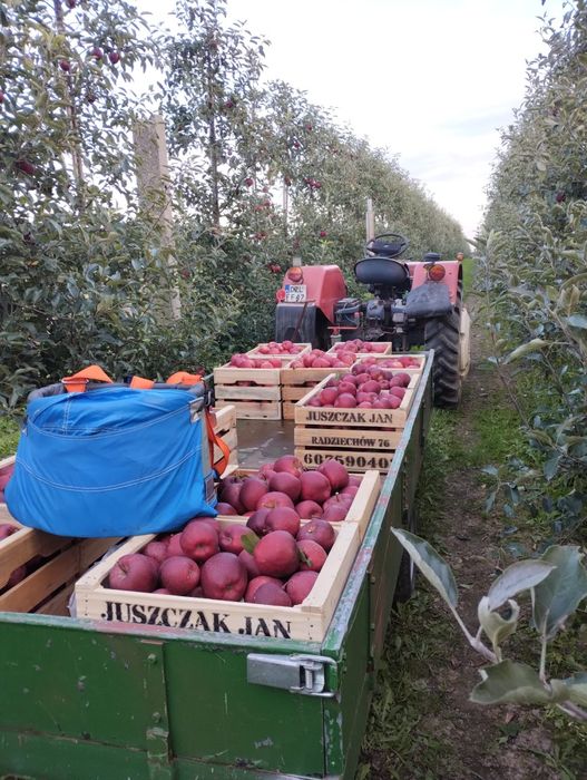 Sprzedam jabłka z własnego sadu.