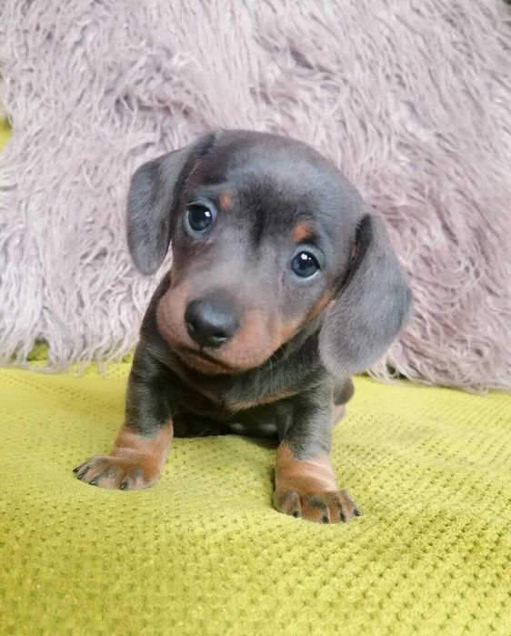 Teckel Azul Miniatura