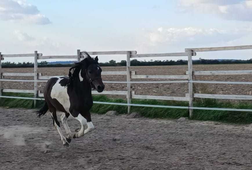 Ogierek 2 lata 113 cm wzrostu