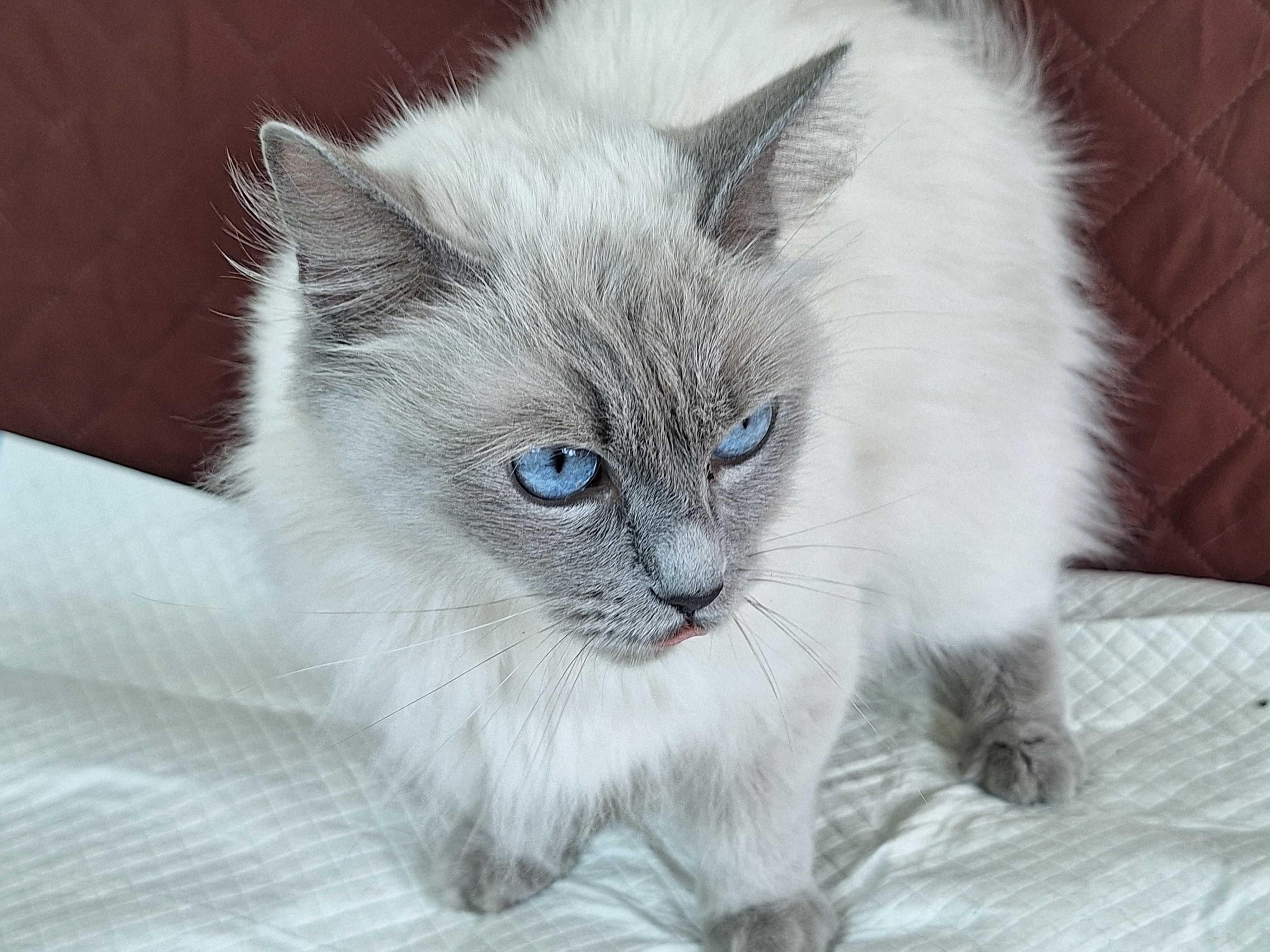 Kotka rasy Ragdoll