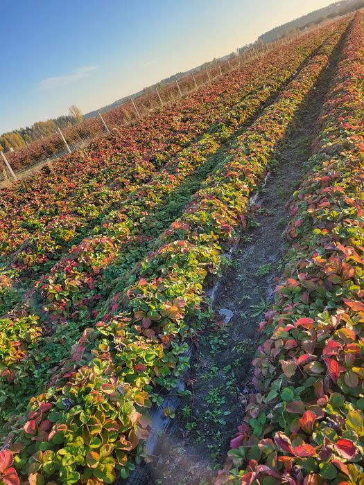 Sprzedam 2.93 ha pole działka hektar