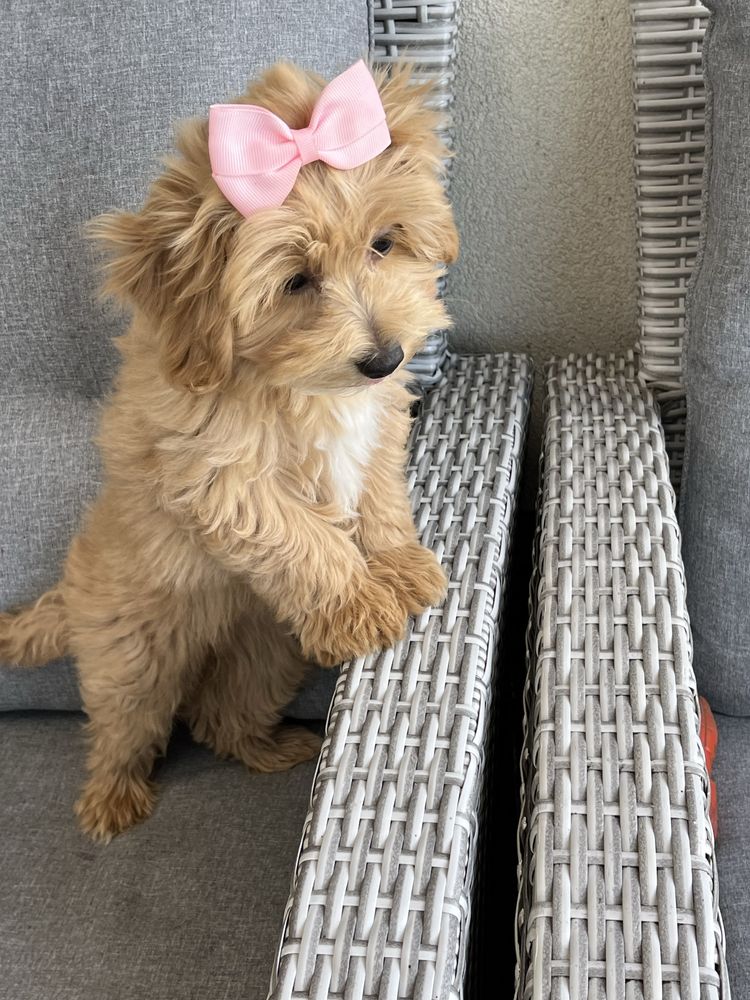 Suczka maltipoo do odbioru