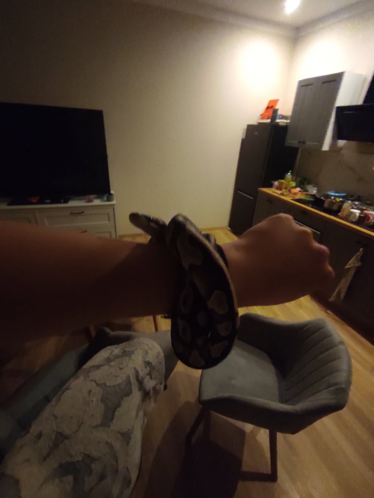 Terrarium z wężem
