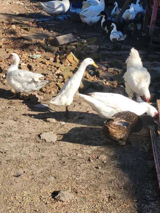 Kaczor biegus indyjski biały